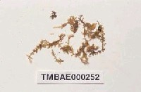 藏品(纖枝同葉苔)的圖片